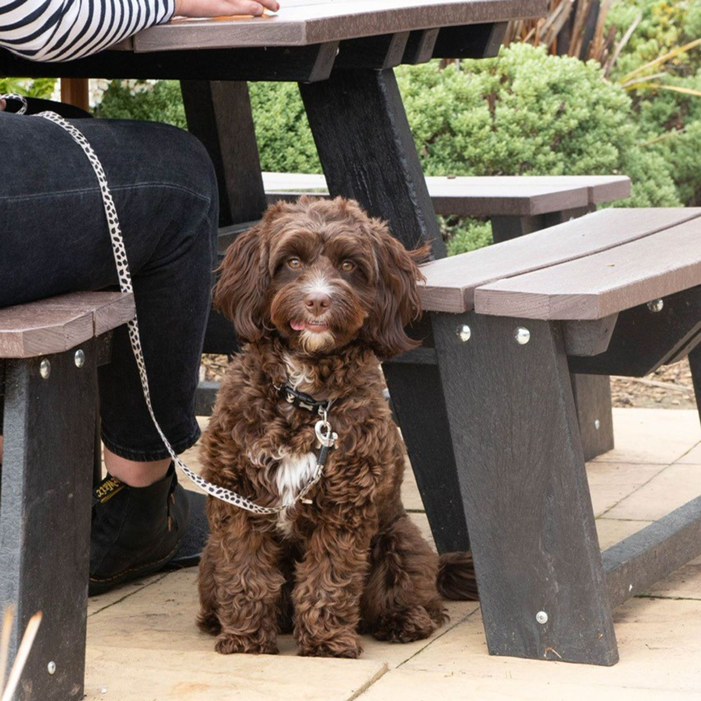 Your local dog friendly pub in Kingstanding